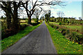 Trees along Killycappy Road