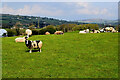 Jacob sheep, Dunbreen