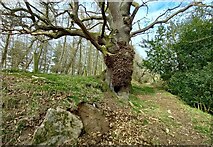 SE2169 : High Skelding, oak tree on footpath by Mel Towler