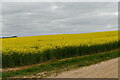 Dalham: Oil seed rape crop