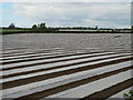 Polythene landscape near Longtown