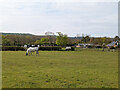 Grazing horses, Ditchling