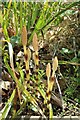 Equisetum, Louth Rural Activities Centre, Kenwick (1)