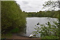 SP0694 : Swan Lake at Queslett, Birmingham by Martin Richard Phelan