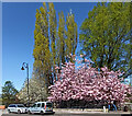 Trees on Carlton Place