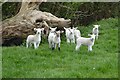 Gambolling lambs