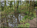 Pond by bridleway Westmeston 11