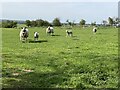 Grazing sheep and lambs