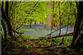 TL1611 : Sandridge : Heartwood Forest bluebells by Jim Osley