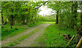 Track into field by Flower Lane