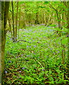 Bluebells, Flower Wood