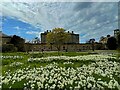 NU2417 : Spring flowers at Howick Hall by Graham Hogg