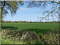 Winter cereal crop