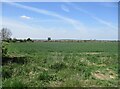 Wheat field near Langford