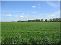 Cereal field off Common Lane