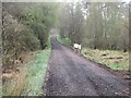 Track in Dunsinnan Wood