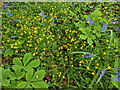 Spring flowers, Woldhurstlea Wood, Crawley