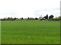 Cereal crop with dwellings in background