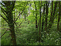 Woodland south of Broadfield Brook