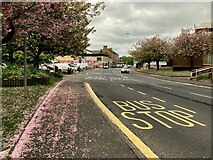 H4572 : Scattered cherry blossom petals, Omagh by Kenneth  Allen