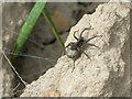 TG3423 : Wolf Spider with egg sac by David Pashley