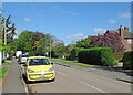 Little Shelford: lilac time on Hauxton Road