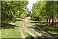 Track, Ashdown Forest