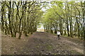 TQ4628 : Wooded footpath, Ashdown Forest by N Chadwick