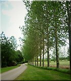SE1721 : Tree Lined Lane in Kirklees Park by Kevin Waterhouse