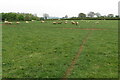 Sheep on the footpath to Astrop