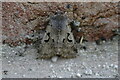 Hebrew Character (Orthosia gothica), Beauchief, Sheffield