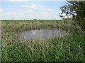 Pond at Eyeworth