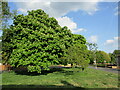 Horse chestnut tree, Potton