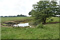 Tree by pond