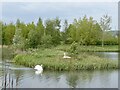 Swans, Western Park, Glan Llyn, Newport