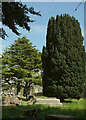 Conifers, Torquay Old Cemetery