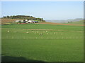 Sheep near Quarryhill