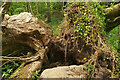 Fallen trees, Pixey Close