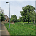 Horse chestnuts on Midsummer Common