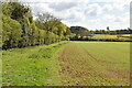 Footpath by field boundary