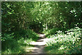 Path, Langshott Wood