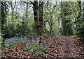 Bluebells along the Habberley Valley Circular Walk