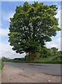 SO4908 : Dominant tree, The Craig Road near Caer Llan by Jaggery
