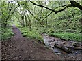 Inside Easthams Coppice