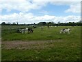 SY1589 : A field of donkeys grazing, Donkey Sanctuary, Salcombe Regis by David Smith