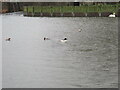 A pair of goosanders among the waterfowl at Cae Ddol