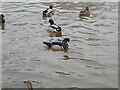 Foreign visitor at Cae Ddol Pond