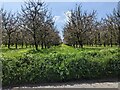 Orchard west of Feniton