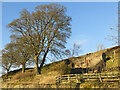 Ruined house by Crawleyside Bank