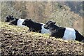 SO7642 : Belted Galloway cattle by Philip Halling